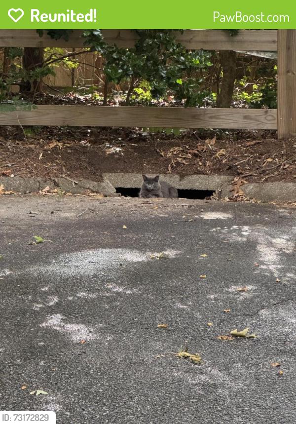 Reunited Unknown Cat last seen Winsford Drive cul de sac, Greenville, SC 29609