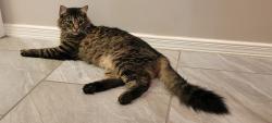 Lost Male Cat last seen Black sage Dion on the west site, El Paso, TX 79911