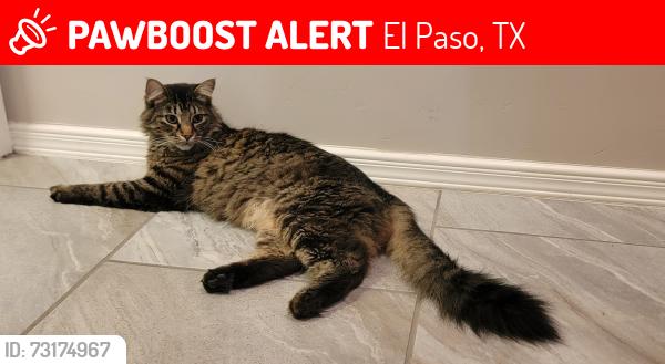 Lost Male Cat last seen Black sage Dion on the west site, El Paso, TX 79911