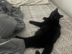 Lost Male Cat last seen Fossil Ridge High School, Fort Worth, TX 76137
