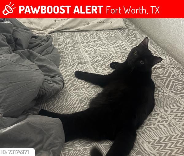 Lost Male Cat last seen Fossil Ridge High School, Fort Worth, TX 76137