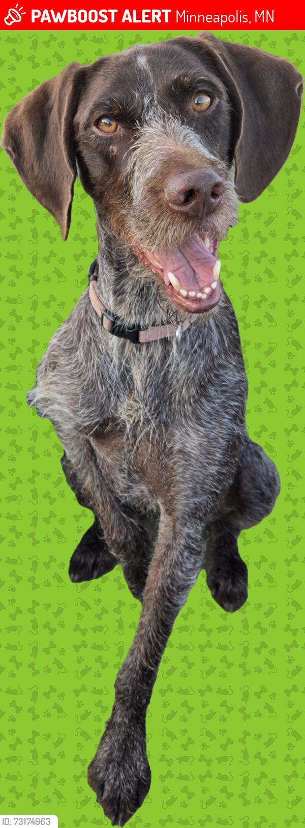 Lost Female Dog last seen Plymouth Avenue, Minneapolis, MN 55427
