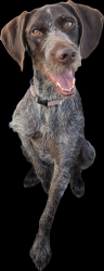 Lost Female Dog last seen Plymouth Avenue, Minneapolis, MN 55427