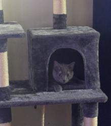 Lost Female Cat last seen 68th and ruth, Denver, CO 80221