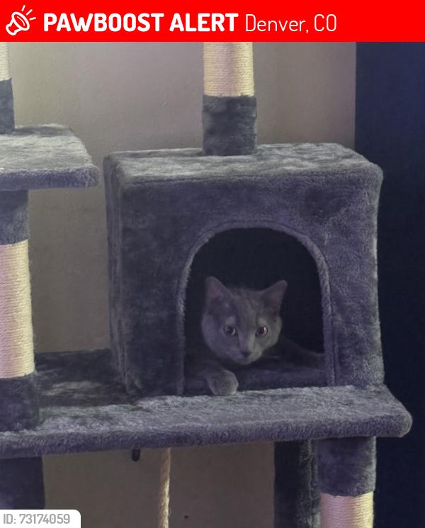 Lost Female Cat last seen 68th and ruth, Denver, CO 80221