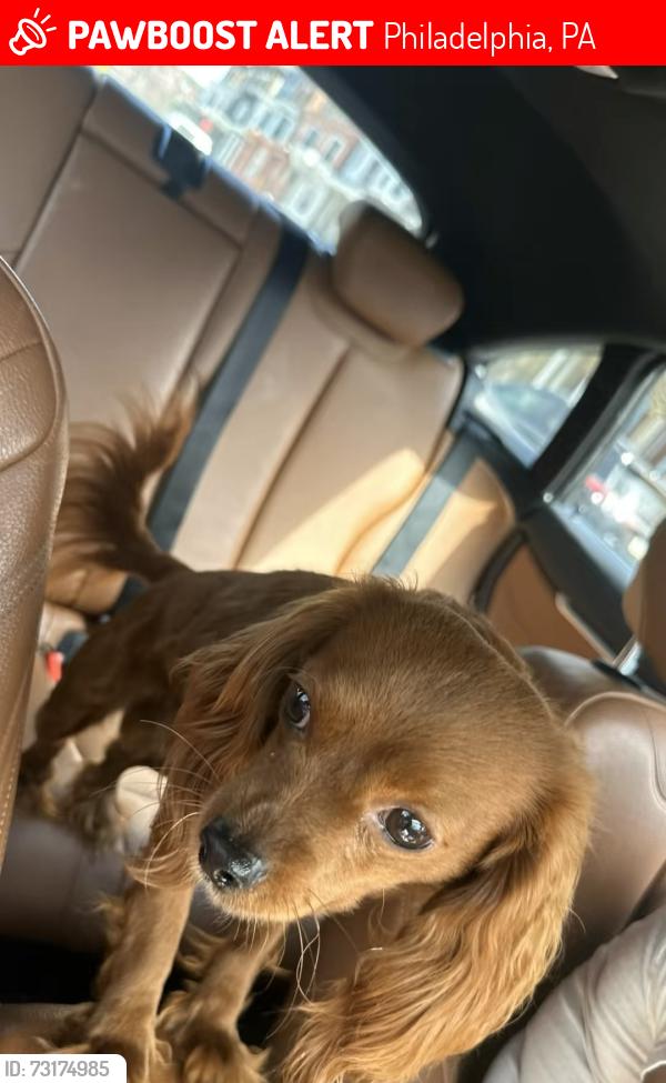 Lost Male Dog last seen 20th & York, Philadelphia, PA 19132
