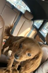 Lost Male Dog last seen 20th & York, Philadelphia, PA 19132