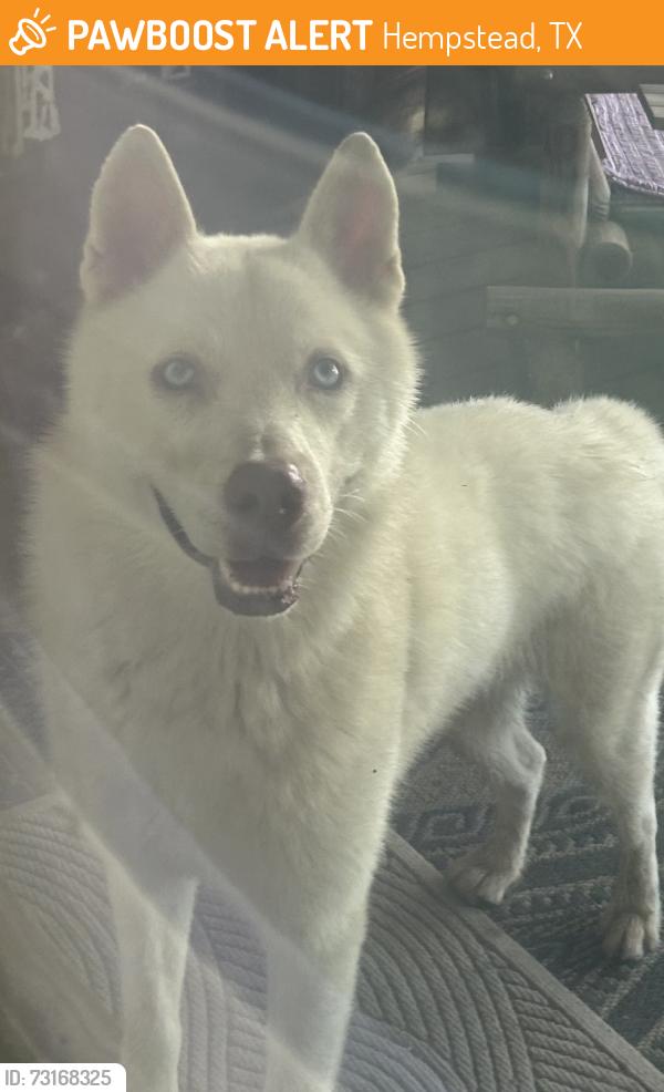 Found/Stray Male Dog last seen Shepard, Hempstead, TX 77445