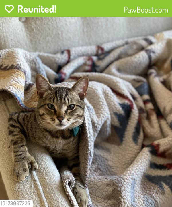 Reunited Male Cat last seen El Camino Real and Hillside, Burlingame, CA 94010