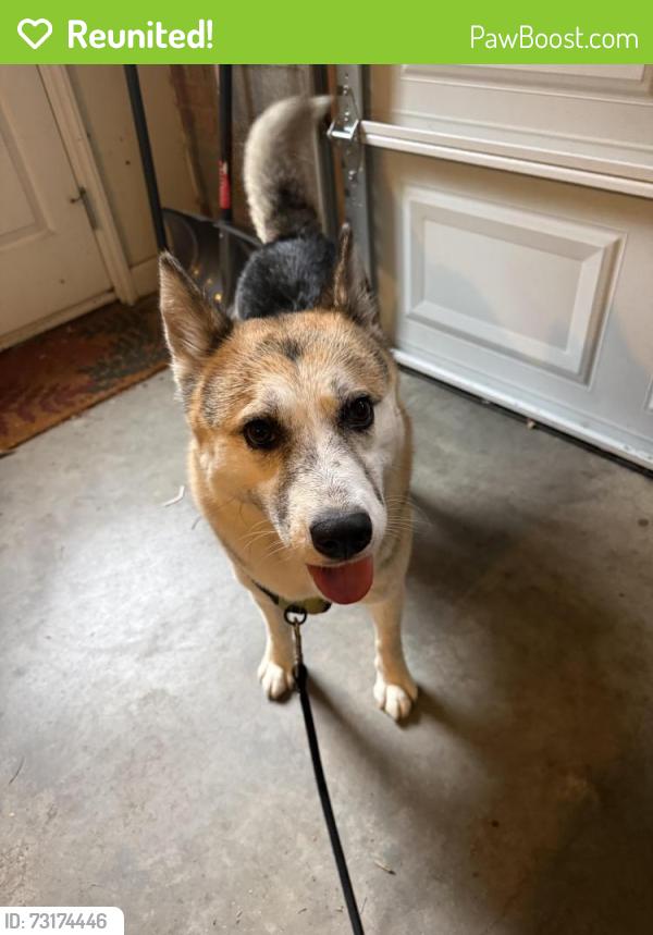 Reunited Female Dog last seen Jubilee Trail and Edgebaston Dr. off of Sedge Lake Garden Rd., Kernersville, NC 27284