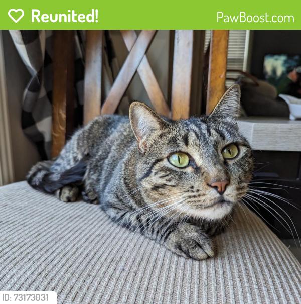 Reunited Male Cat last seen Lake Hazel / Five Mile, Boise, ID 83709