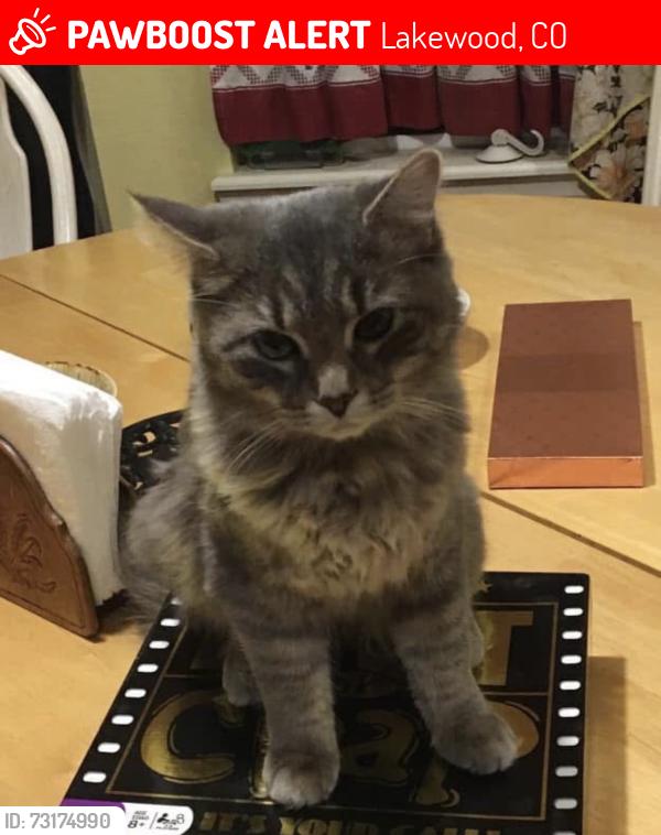 Lost Female Cat last seen S. Ammons and W. Baker Ave, Lakewood, CO 80227