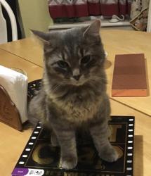 Lost Female Cat last seen S. Ammons and W. Baker Ave, Lakewood, CO 80227