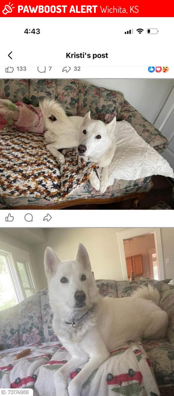 Lost Male Dog last seen 135th and Pawnee, Wichita, KS 67235