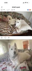 Lost Male Dog last seen 135th and Pawnee, Wichita, KS 67235