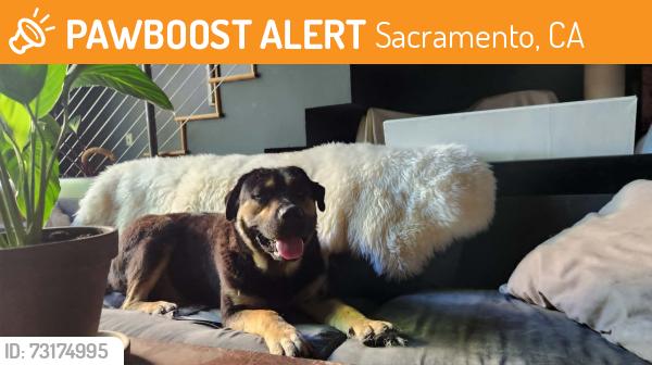 Found/Stray Male Dog last seen 21st and H st, Sacramento, CA 95811