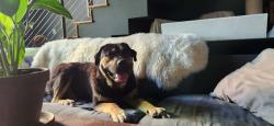 Found/Stray Male Dog last seen 21st and H st, Sacramento, CA 95811