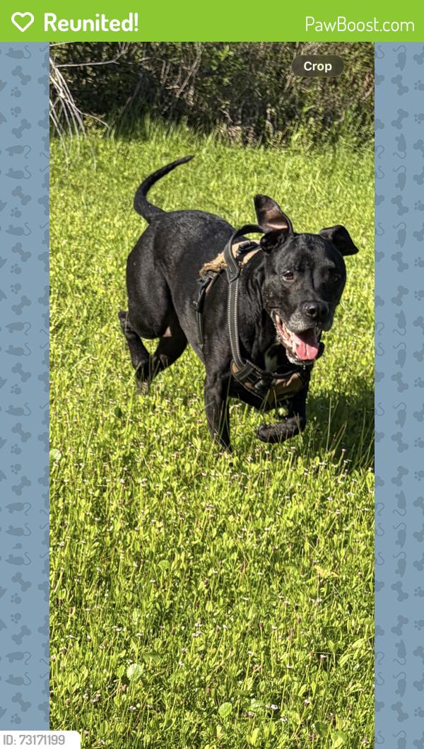 Reunited Female Dog last seen Western and DuPont, Orange, TX 77630