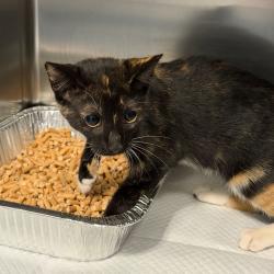 Shelter Stray Unknown Cat last seen , 980 Guilford College Rd, Greensboro, NC 27409, USA
