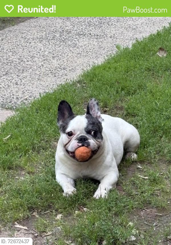 Reunited Male Dog last seen Lockwood terrace, West Hartford, CT 06119