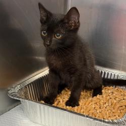 Shelter Stray Male Cat last seen , 980 Guilford College Rd, Greensboro, NC 27409, USA