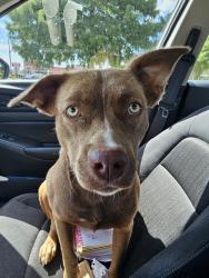 Found/Stray Female Dog last seen Martin Luther King Jr Boulevard, Knoxville, TN 37914