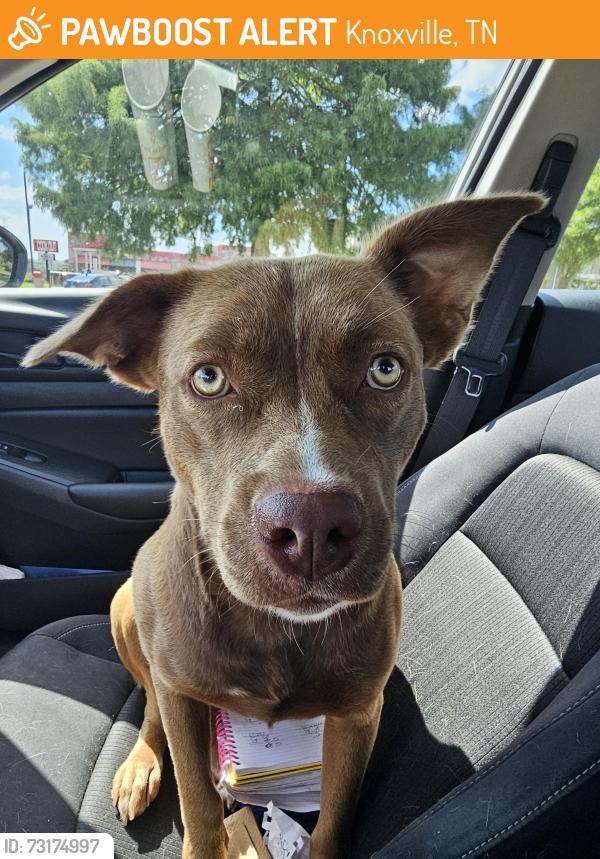 Found/Stray Female Dog last seen Martin Luther King Jr Boulevard, Knoxville, TN 37914