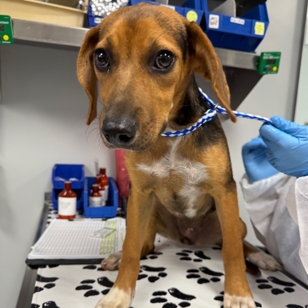 Shelter Stray Female Dog last seen , 328 Furman Hall Rd, Greenville, SC 29609, USA