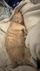 Reunited Male Cat last seen Jefferson avenue, Winnipeg, MB 