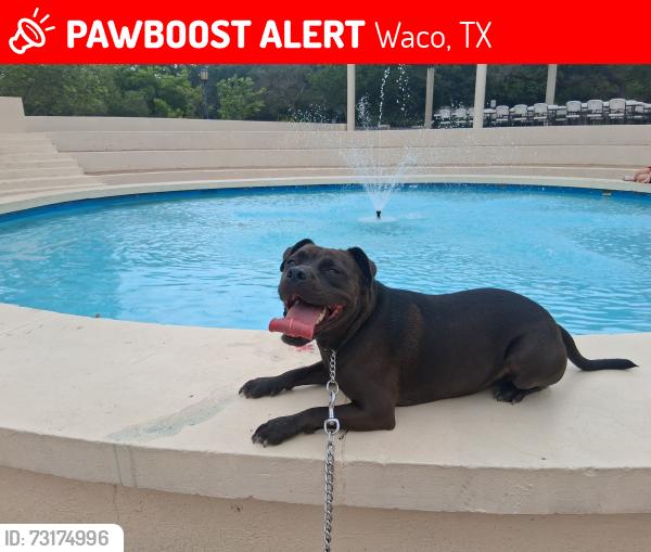 Lost Male Dog last seen 27th and concord, Waco, TX 76707