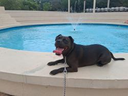 Lost Male Dog last seen 27th and concord, Waco, TX 76707