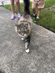 Reunited Unknown Cat last seen Buckingham, Friendswood, TX 77546