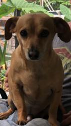 Reunited Male Dog last seen davis street, St. Augustine, FL 32084
