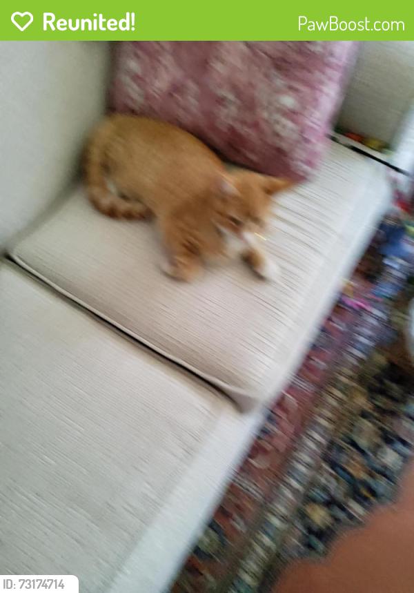 Reunited Female Cat last seen Albemarle Street in Buffalo, NY near Vulcan (near the Town of Tonawanda), Tonawanda, NY 14207