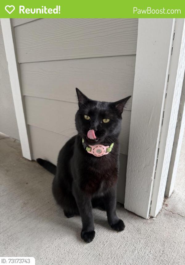 Reunited Unknown Cat last seen SE Market & Caesar E Chavez Blvd., Portland, OR 97214