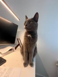 Reunited Male Cat last seen River Street & Willow Bloosom Lane, Duncan, SC 29334