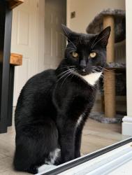 Lost Male Cat last seen Boatswain Drive, Hucknall, England 