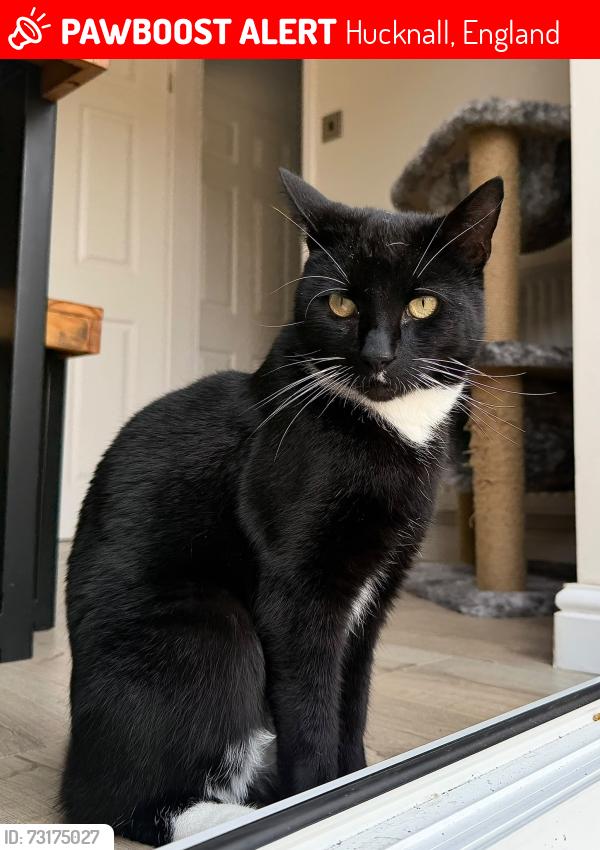 Lost Male Cat last seen Boatswain Drive, Hucknall, England 