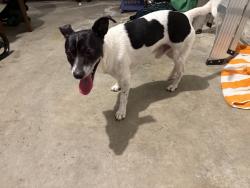 Reunited Male Dog last seen Near NE 35th Ave, hmstd, FL 33033, USA, Homestead, FL 33033