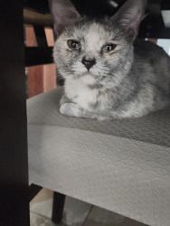 Lost Female Cat last seen Ann Drive Clarksville tn off Needmore by school, Clarksville, TN 37040