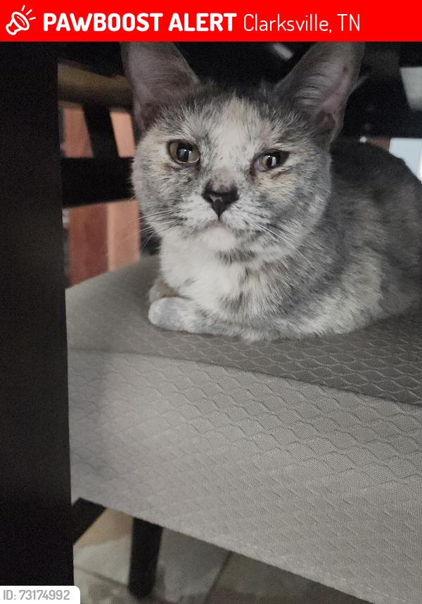 Lost Female Cat last seen Ann Drive Clarksville tn off Needmore by school, Clarksville, TN 37040