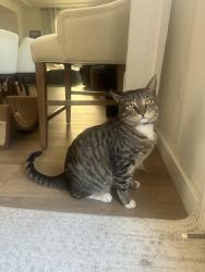 Reunited Male Cat last seen Fortuna Ln, Tracy, CA 95376