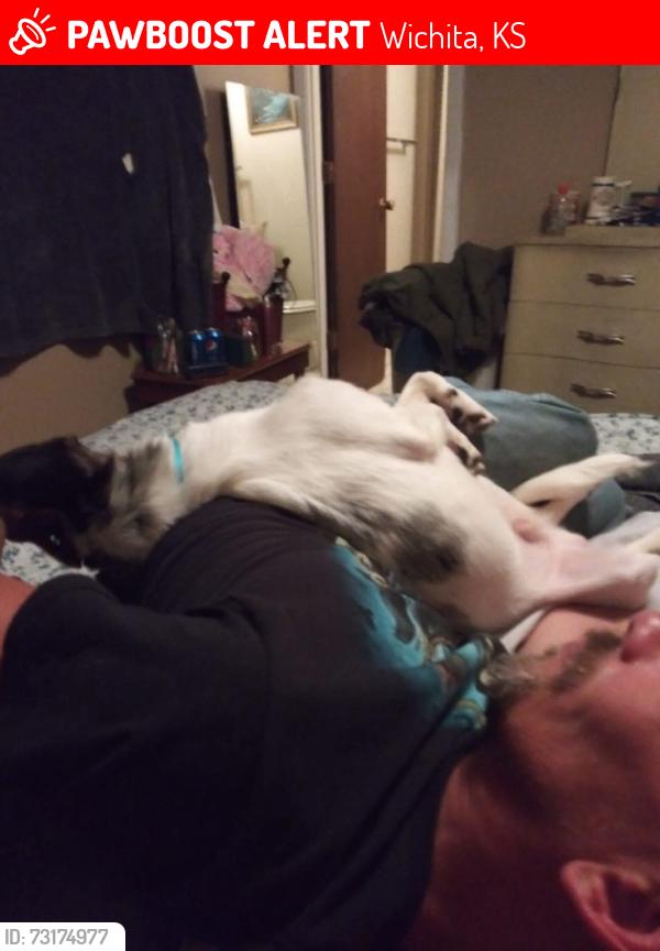 Lost Male Dog last seen Dillons Starbucks doller tree, Wichita, KS 67235