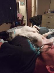 Lost Male Dog last seen Dillons Starbucks doller tree, Wichita, KS 67235