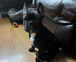 Reunited Male Dog last seen Webb and Redbank, Los Angeles, CA 91352
