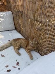 Reunited Male Cat last seen 20th st N, St. Petersburg, FL 33714