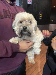 Lost Female Dog last seen Giddings, Visalia, CA 93277