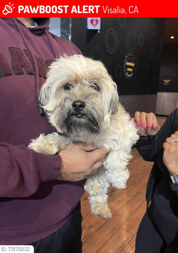 Lost Female Dog last seen Giddings, Visalia, CA 93277