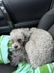 Reunited Unknown Dog last seen Sudley Pt, Jamestown, NC 27282, USA, Jamestown, NC 27282