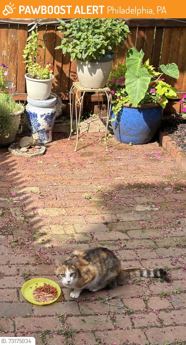 Found/Stray Unknown Cat last seen Gay st & mansion st, Philadelphia, PA 19127